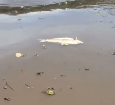 Imagem da notícia Pescadores encontram peixes mortos no Rio Sucuriú, em Paraíso das Águas